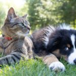 Hund oder Katze