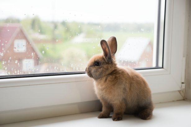 Kaninchen als Haustier