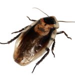 Können Kakerlaken fliegen?