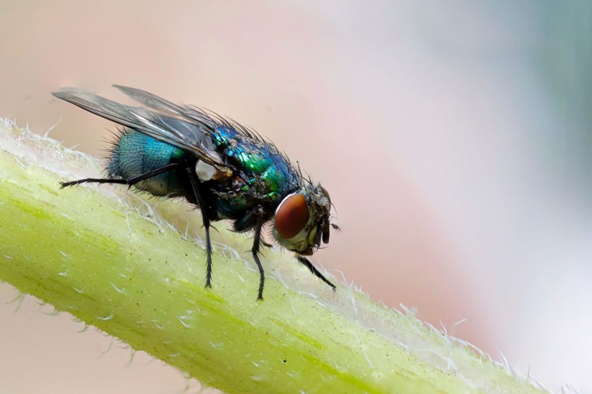 Plötzlich viele Fliegen im Zimmer